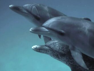 Google delfinlar bilan muloqot qilish imkonini beruvchi texnologiyani ishlab chiqdi