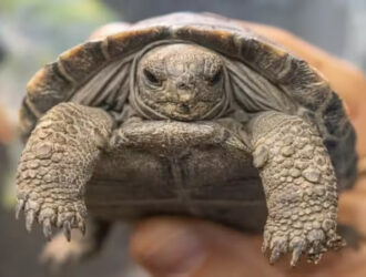 100 yoshda yangi hayot: Galapagos toshbaqalari juftligi ilk bor bolaladi