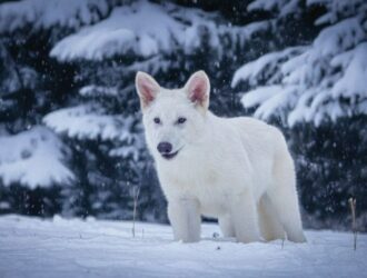 Biotexnologik startap 10 ming yil oldin qirilib ketgan dahshatli bo‘rilarni «qayta yaratdi»