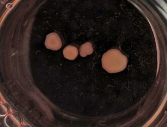 Bastakorning miyasi o‘limdan keyin kuy «yaratishda» davom etmoqda