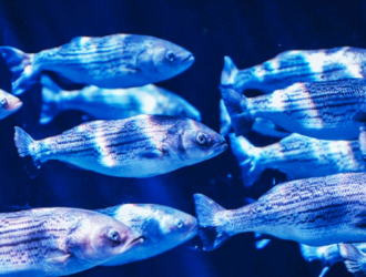 Baliqdan balchiqqa, balchiqdan Balxashga