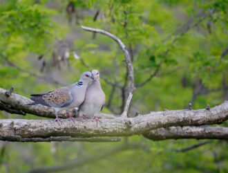 Yaqin yuz yilda qushlarning 500 dan ortiq turi yo‘qolib ketishi mumkin