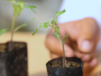 Respublikada moyli ekinlarni yetishtirish rivojlantiriladi