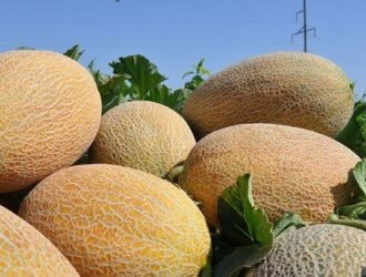 O‘zbekistondan Britaniyaga qovun eksporti yo‘lga qo‘yildi