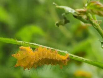 O‘zbekistonda tussa ipak qurti parvarish qilinadi