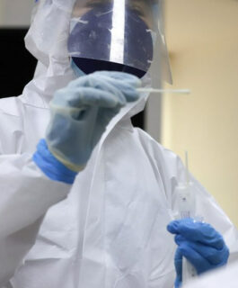 “Sikada” shtammi O‘zbekistonga kirib keladimi? Mutaxassis izoh berdi